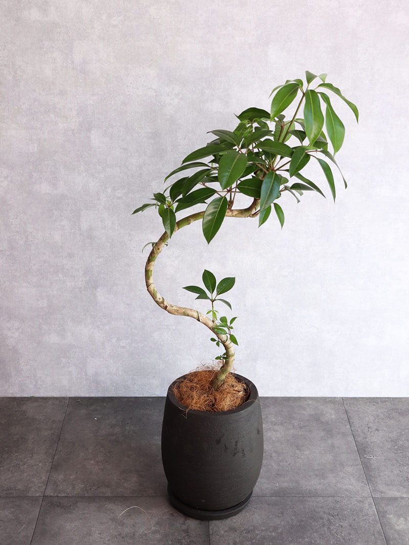 観葉植物 ツピタンサス 中