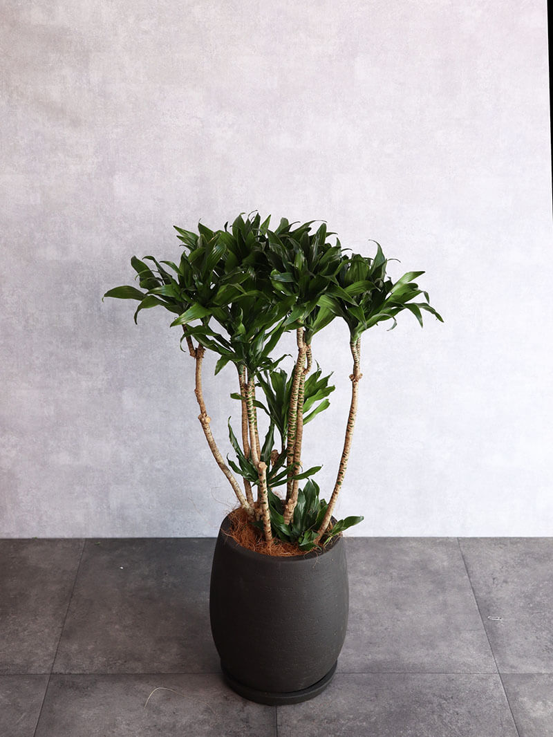 観葉植物 ドラセナコンパクター