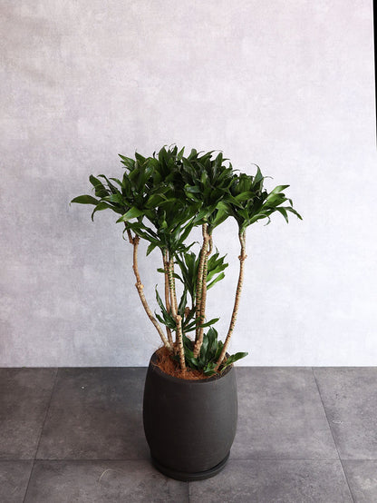 観葉植物 ドラセナコンパクター