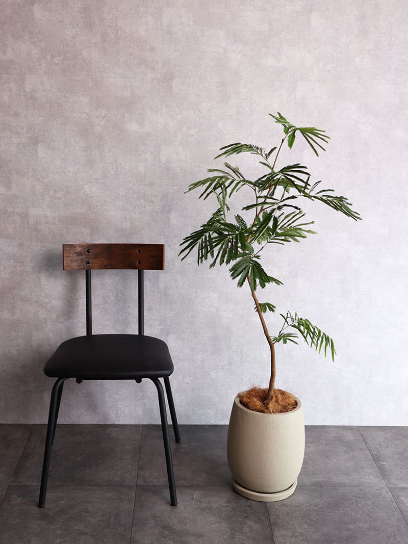 観葉植物　エバーフレッシュ