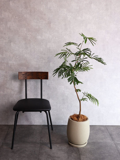 観葉植物　エバーフレッシュ