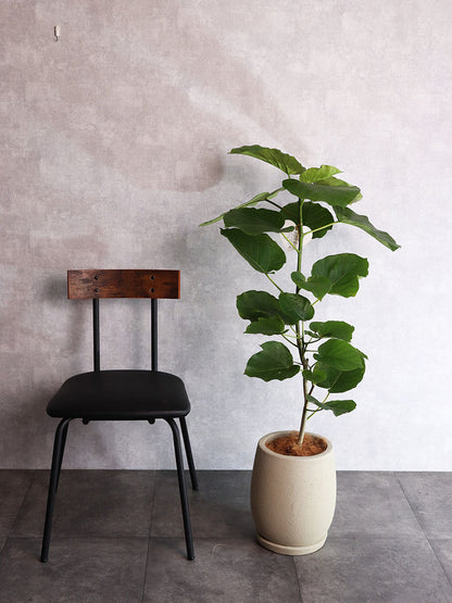 観葉植物 ウンベラータ