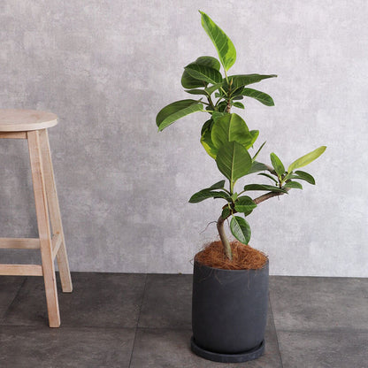 観葉植物 アルテシーマ曲がり