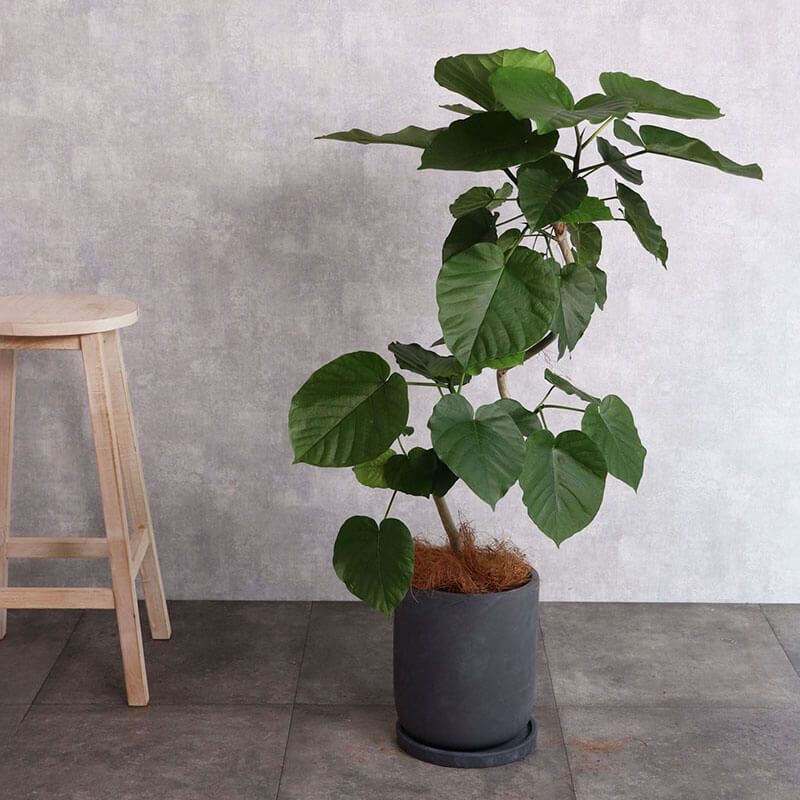 観葉植物 ウンベラータ 曲がり
