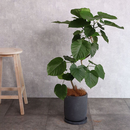 観葉植物 ウンベラータ 曲がり