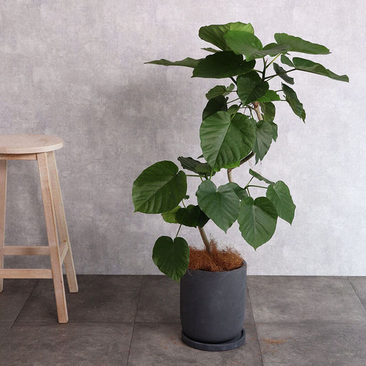観葉植物 ウンベラータ 曲がり