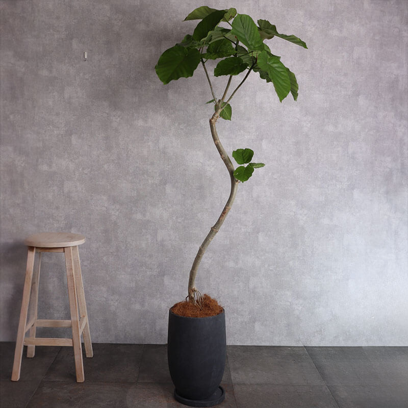 観葉植物 ウンベラータロング 曲がり