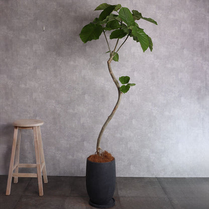 観葉植物 ウンベラータロング 曲がり