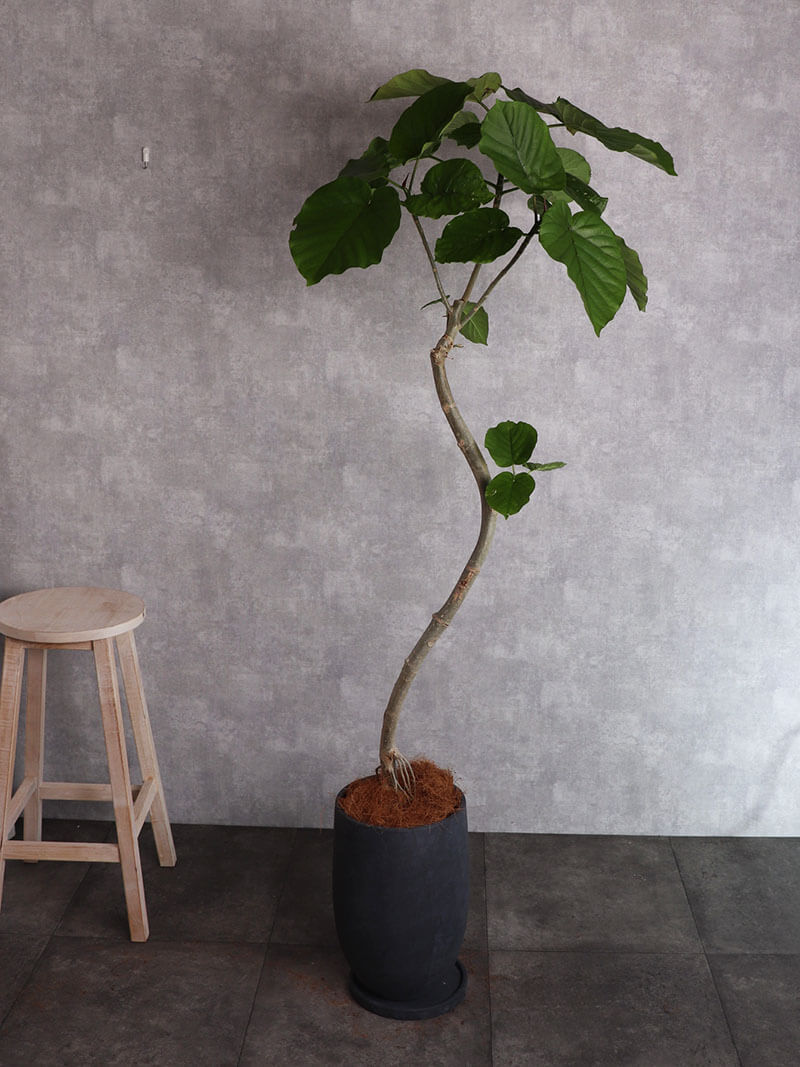 観葉植物 ウンベラータロング 曲がり