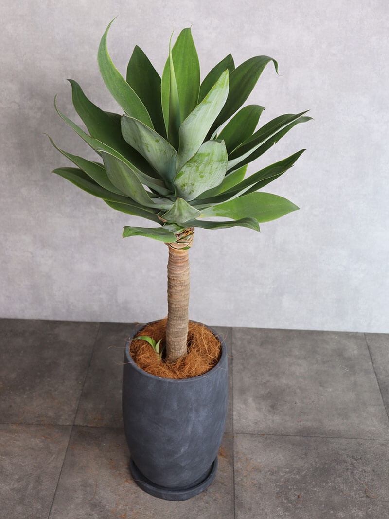 観葉植物 アガベ・アテナータ