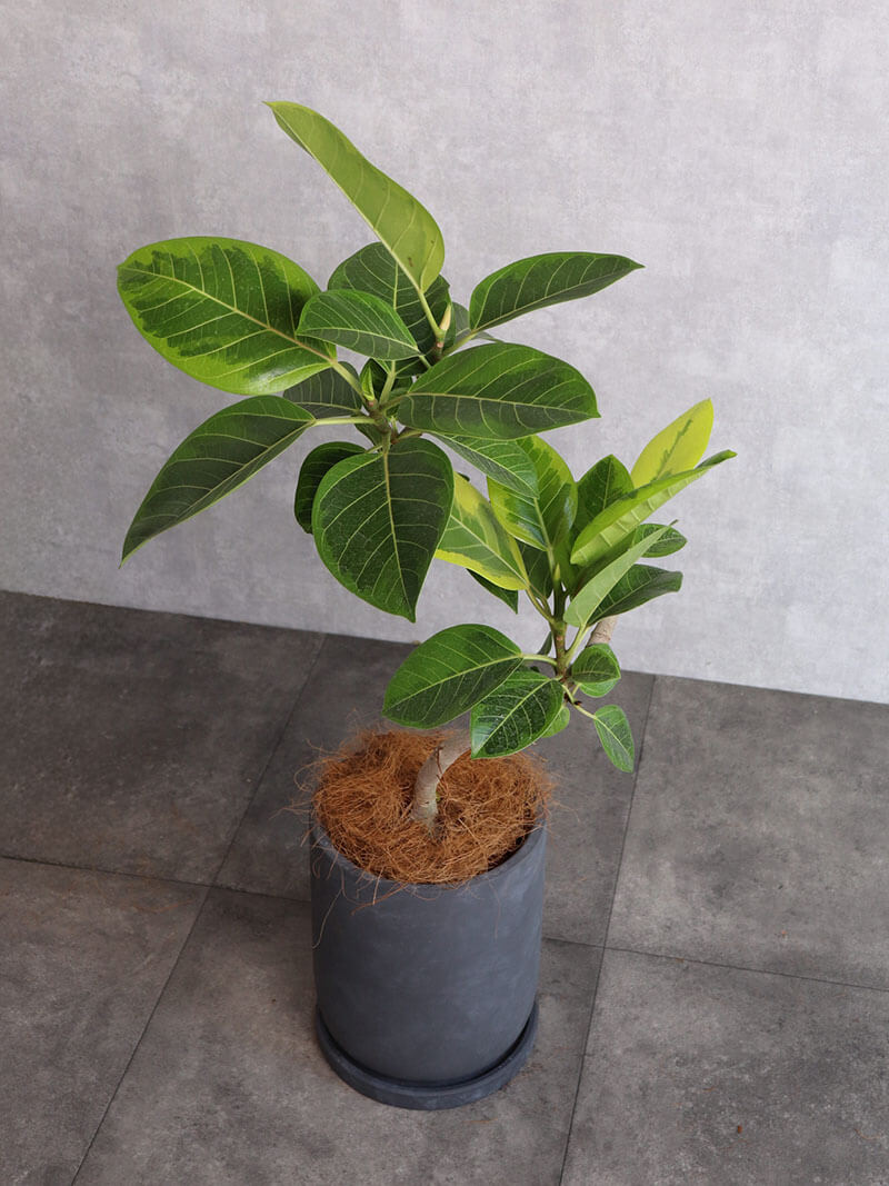 観葉植物 アルテシーマ曲がり