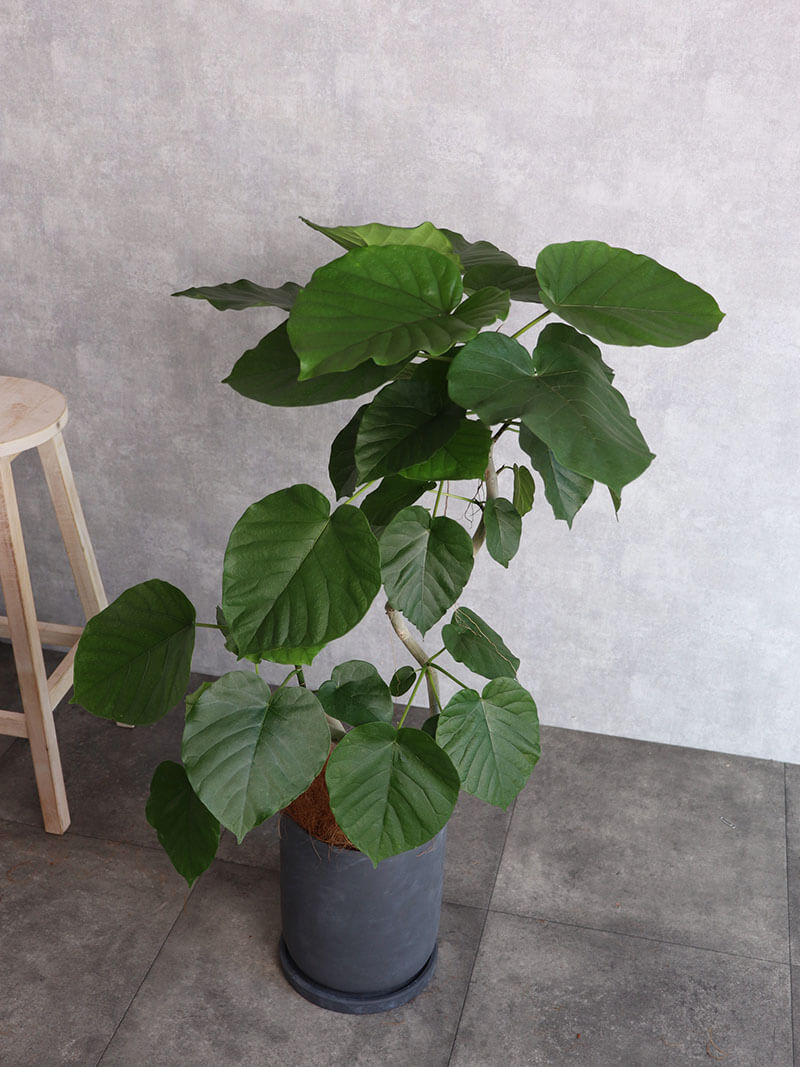 観葉植物 ウンベラータ 曲がり