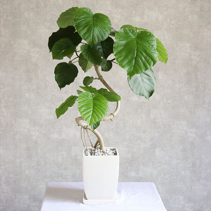 観葉植物 ウンベラータ 曲がり