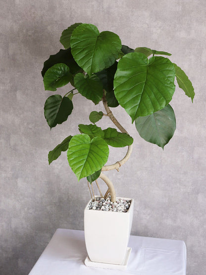 観葉植物 ウンベラータ 曲がり