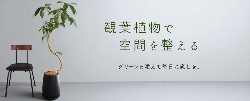 観葉植物・鉢物
